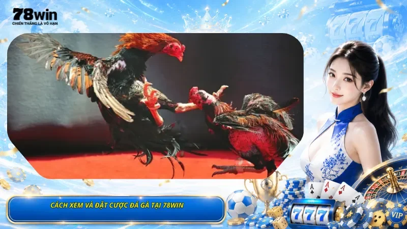 Cách Xem Và Đặt Cược Đá Gà Tại 78Win